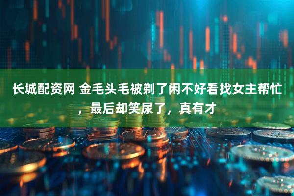 长城配资网 金毛头毛被剃了闲不好看找女主帮忙，最后却笑尿了，真有才